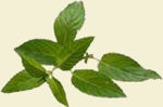 menthe